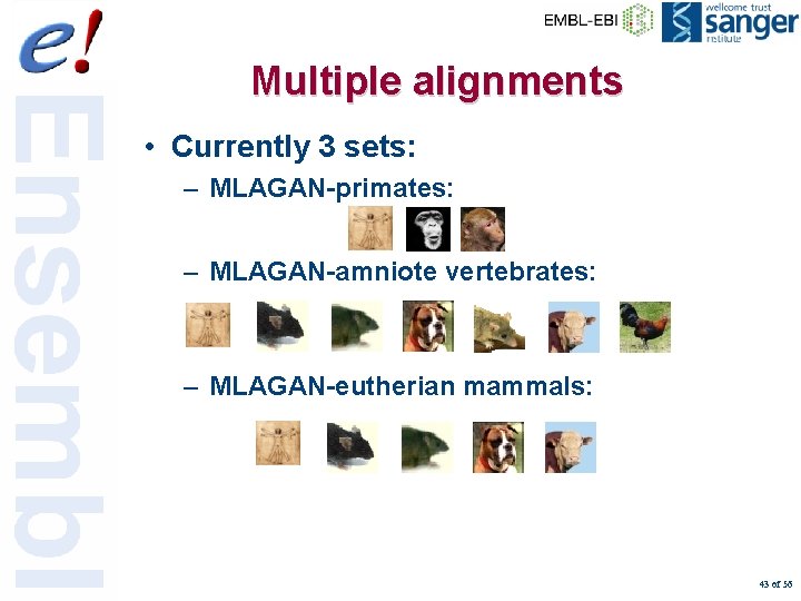 Multiple alignments • Currently 3 sets: – MLAGAN-primates: – MLAGAN-amniote vertebrates: – MLAGAN-eutherian mammals: