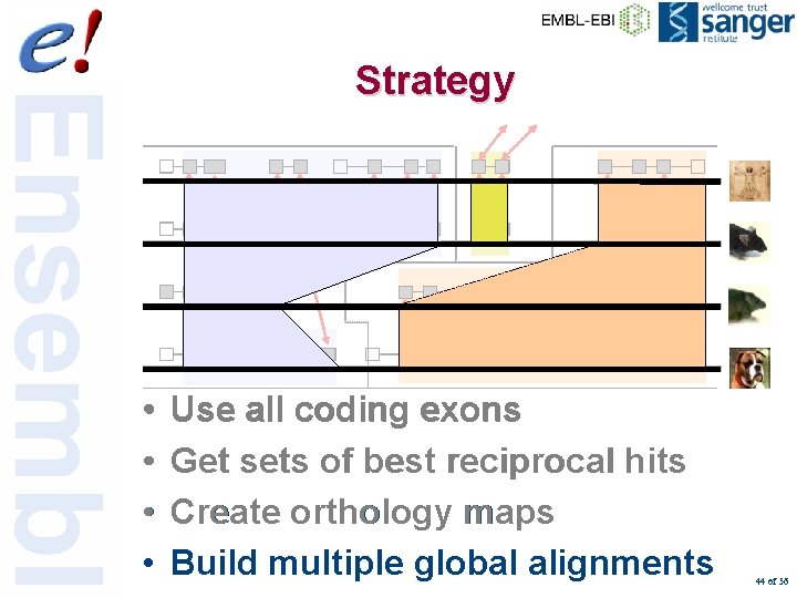 Strategy • • Use all coding exons Get sets of best reciprocal hits Create