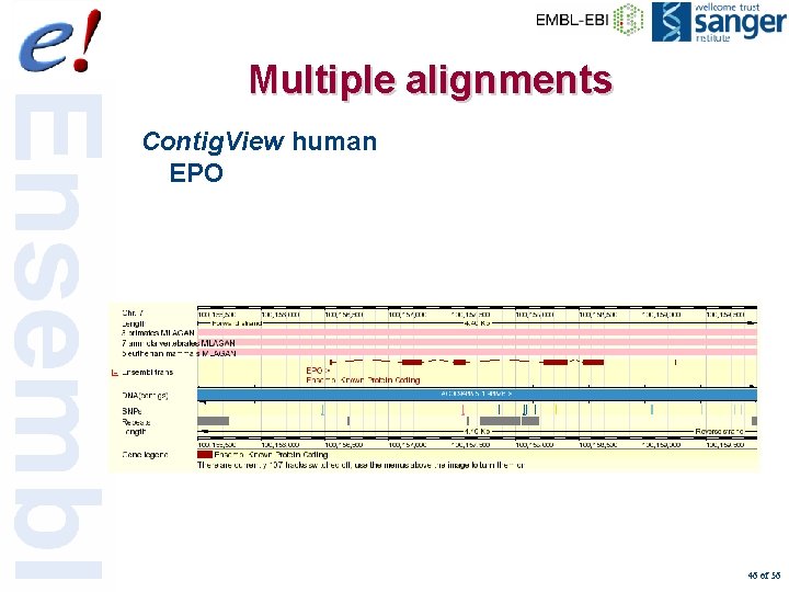 Multiple alignments Contig. View human EPO 46 of 56 
