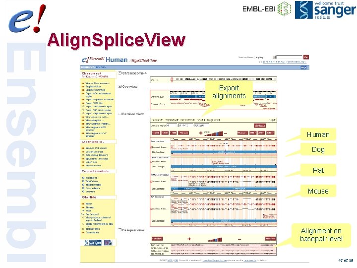 Align. Splice. View Export alignments Human Dog Rat Mouse Alignment on basepair level 47