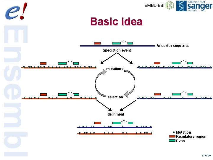 Basic idea Ancestor sequence Speciation event mutations selection alignment Mutation Regulatory region Exon 57