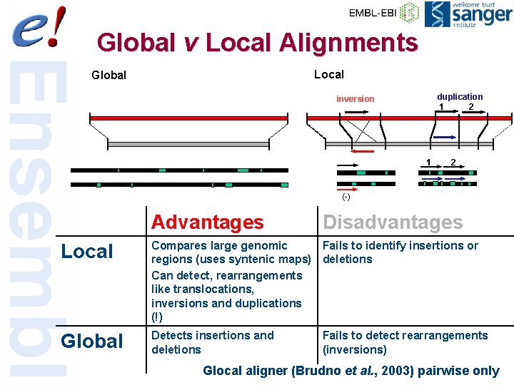 Global v Local Alignments Local Global duplication 1 2 inversion 1 2 (-) Advantages