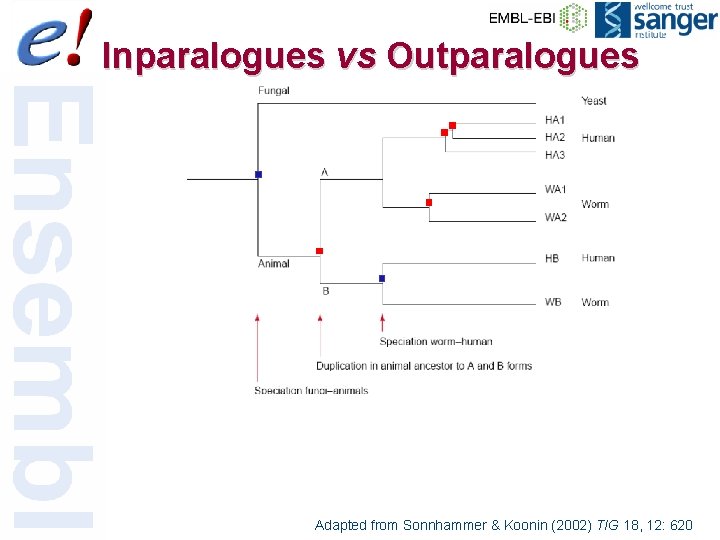 Inparalogues vs Outparalogues 59 of 56 Adapted from Sonnhammer & Koonin (2002) TIG 18,