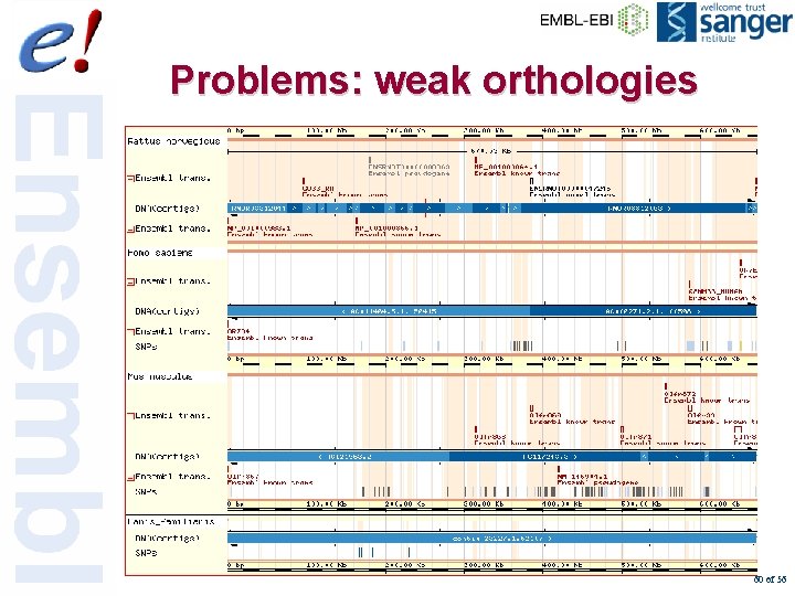 Problems: weak orthologies 60 of 56 
