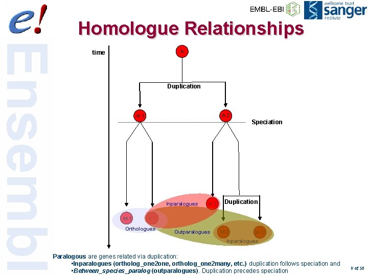 Homologue Relationships A time Duplication Inparalogues A 1 Speciation Inparalogues M 1 A 2