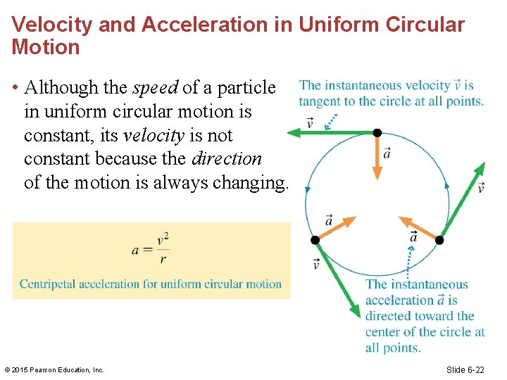 Velocity and Acceleration in Uniform Circular Motion • Although the speed of a particle