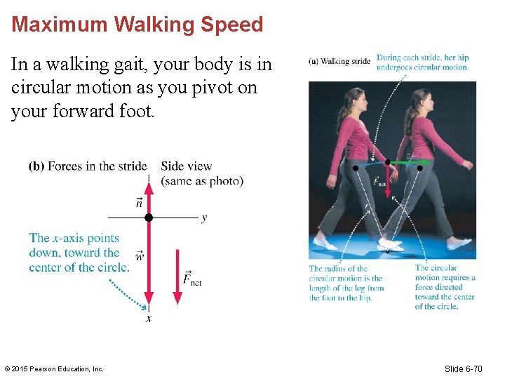 Maximum Walking Speed In a walking gait, your body is in circular motion as