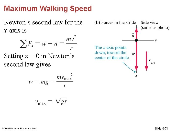 Maximum Walking Speed Newton’s second law for the x-axis is Setting n = 0