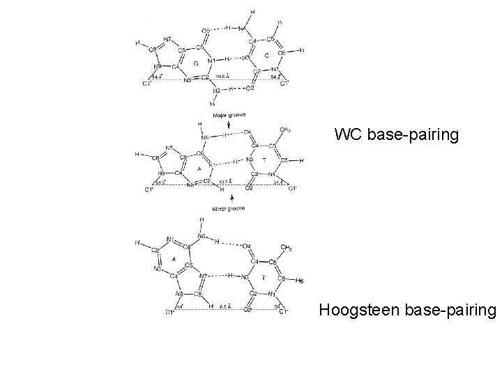 WC base-pairing Hoogsteen base-pairing 