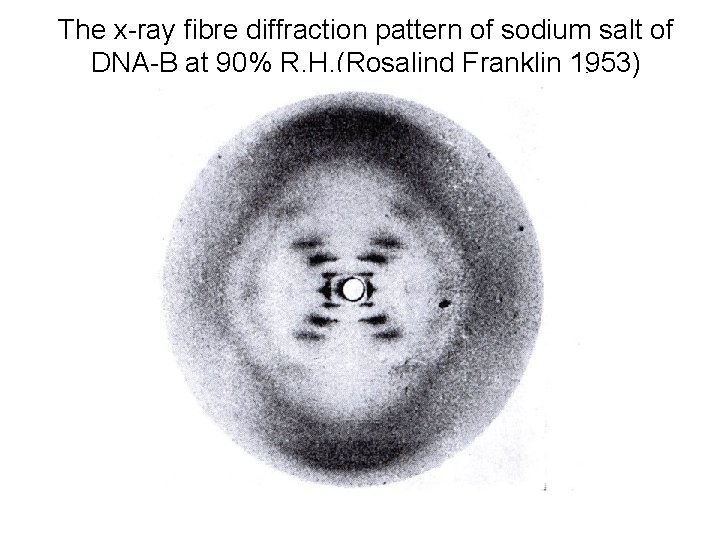 The x-ray fibre diffraction pattern of sodium salt of DNA-B at 90% R. H.