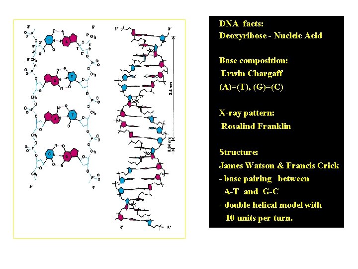 DNA facts: Deoxyribose - Nucleic Acid Base composition: Erwin Chargaff (A)=(T), (G)=(C) X-ray pattern: