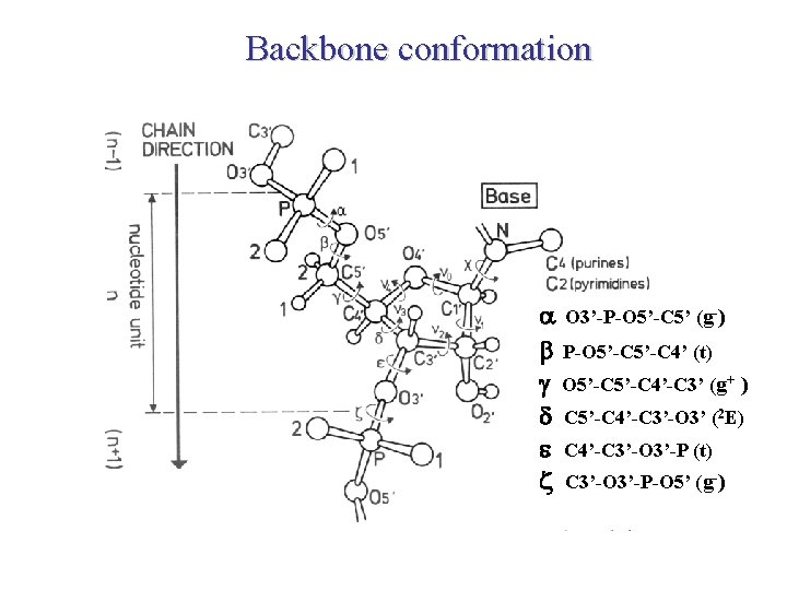 Backbone conformation a O 3’-P-O 5’-C 5’ (g-) b P-O 5’-C 4’ (t) g