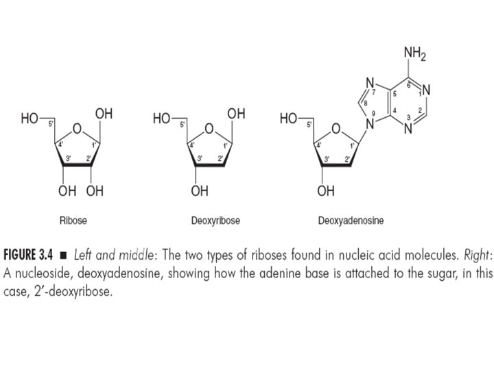 Nucleic Acid Structure Conformation Intro M Bansal Lehninger