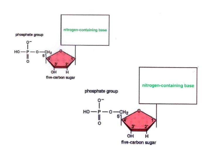Nucleic Acid Structure Conformation Intro M Bansal Lehninger