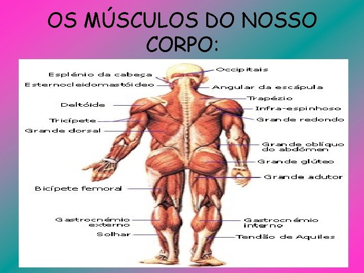 OS MÚSCULOS DO NOSSO CORPO: 