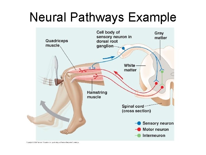 Neural Pathways Example 