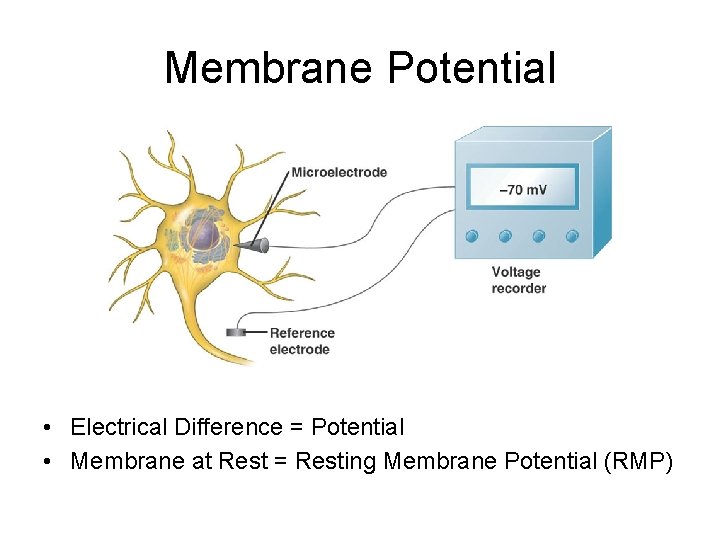 Membrane Potential • Electrical Difference = Potential • Membrane at Rest = Resting Membrane