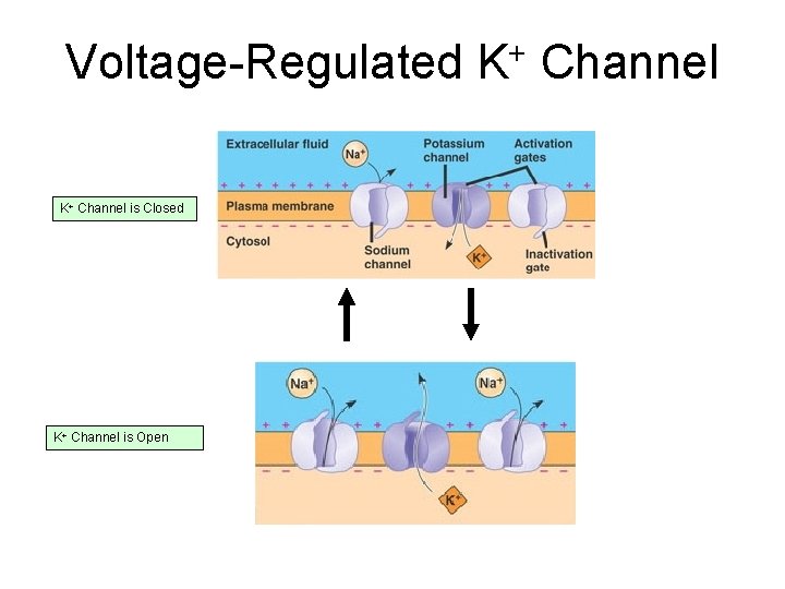 Voltage-Regulated K+ Channel is Closed K+ Channel is Open + K Channel 