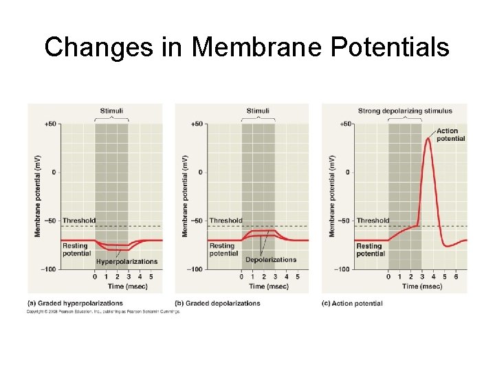 Changes in Membrane Potentials 