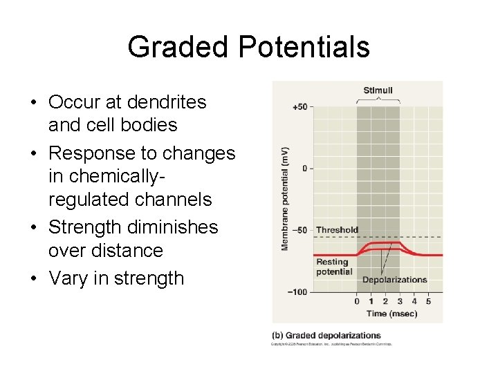 Graded Potentials • Occur at dendrites and cell bodies • Response to changes in