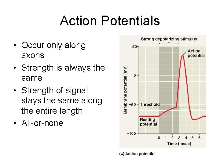 Action Potentials • Occur only along axons • Strength is always the same •