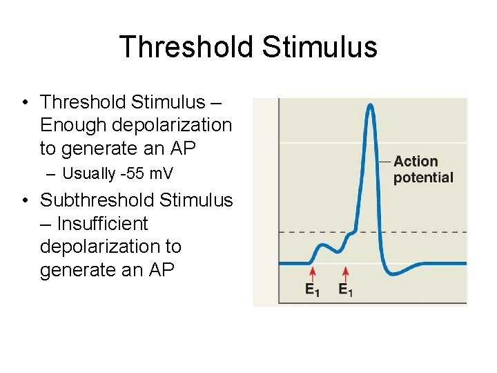 Threshold Stimulus • Threshold Stimulus – Enough depolarization to generate an AP – Usually