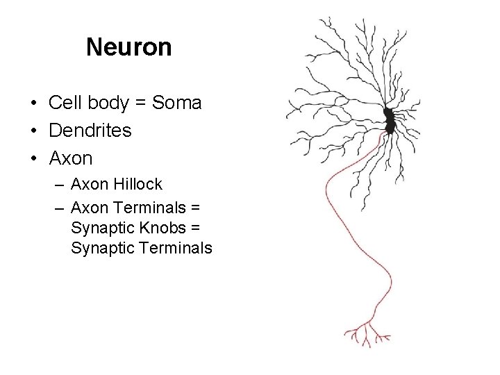 Neuron • Cell body = Soma • Dendrites • Axon – Axon Hillock –