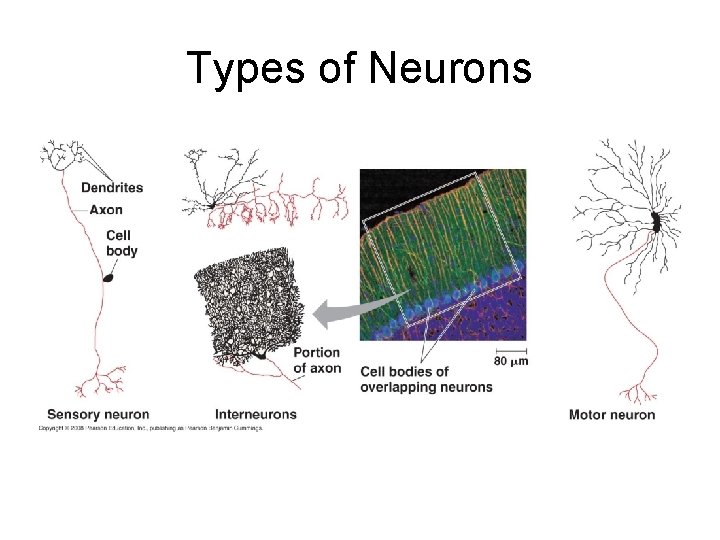 Types of Neurons 