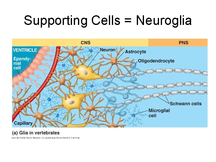 Supporting Cells = Neuroglia 