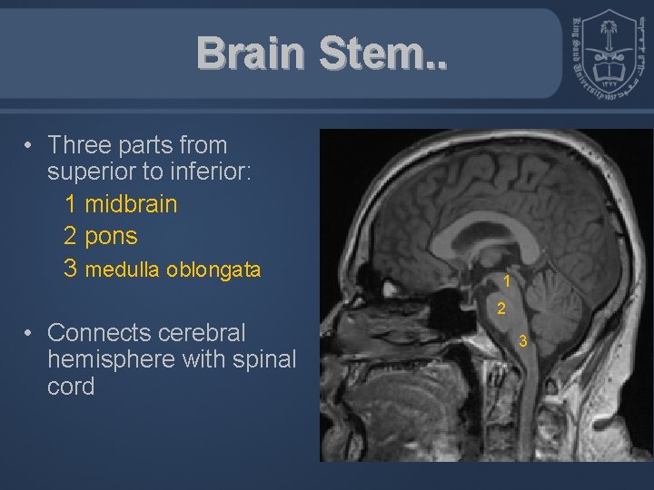 Brain Stem. . • Three parts from superior to inferior: 1 midbrain 2 pons