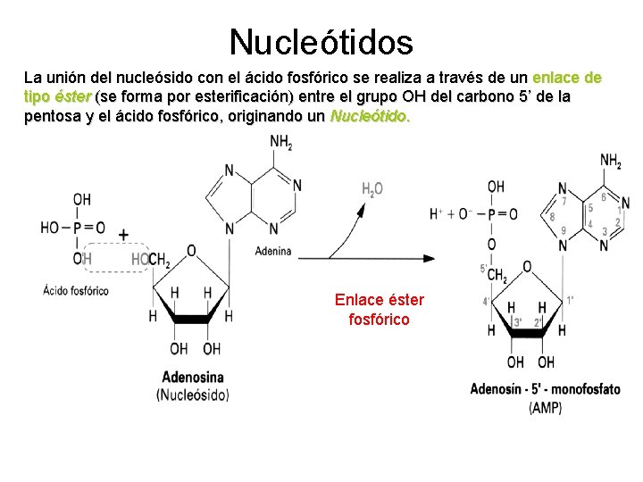 Nucleótidos La unión del nucleósido con el ácido fosfórico se realiza a través de