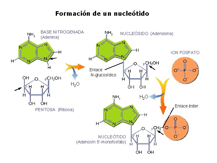 Formación de un nucleótido BASE NITROGENADA (Adenina) NUCLEÓSIDO (Adenosina) ION FOSFATO Enlace N-glucosídico H