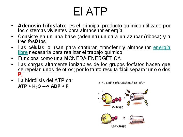 El ATP • Adenosín trifosfato: es el principal producto químico utilizado por los sistemas