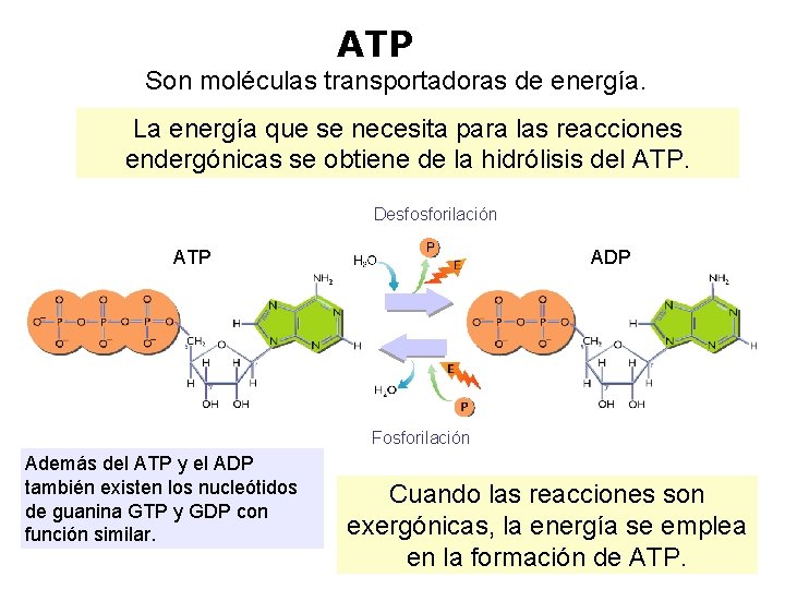 ATP Son moléculas transportadoras de energía. La energía que se necesita para las reacciones