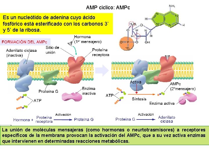 AMP ciclico: AMPc Es un nucleótido de adenina cuyo ácido fosfórico está esterificado con