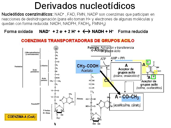 Derivados nucleotídicos Nucleótidos coenzimáticos: NAD+ , FAD, FMN, NADP son coenzimas que participan en