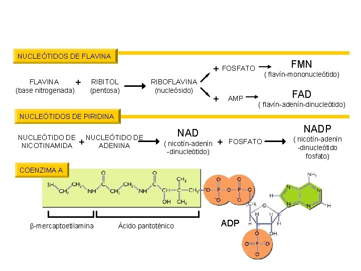 NUCLEÓTIDOS DE FLAVINA + (base nitrogenada) RIBITOL (pentosa) RIBOFLAVINA (nucleósido) FMN FOSFATO + AMP