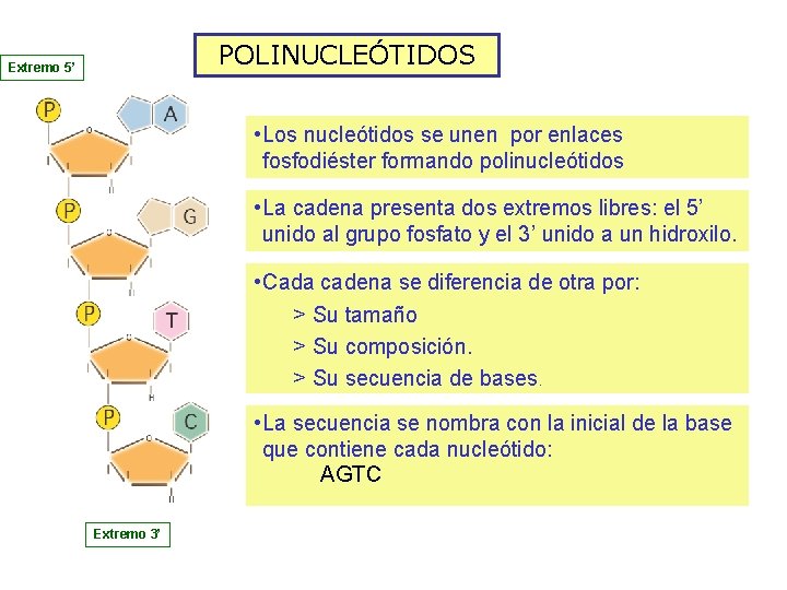 POLINUCLEÓTIDOS Extremo 5’ • Los nucleótidos se unen por enlaces fosfodiéster formando polinucleótidos •