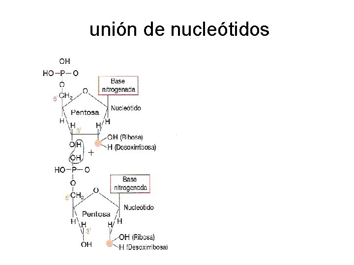 unión de nucleótidos 