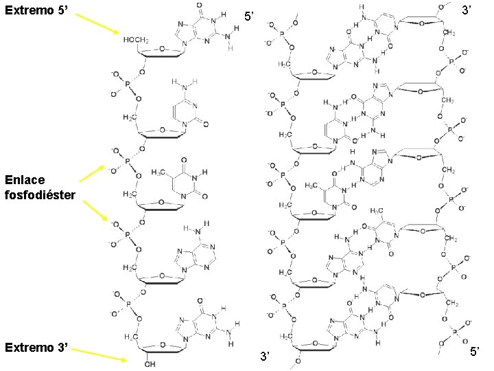 Extremo 5’ 3’ 5’ Enlace fosfodiéster Extremo 3’ 3’ 5’ 