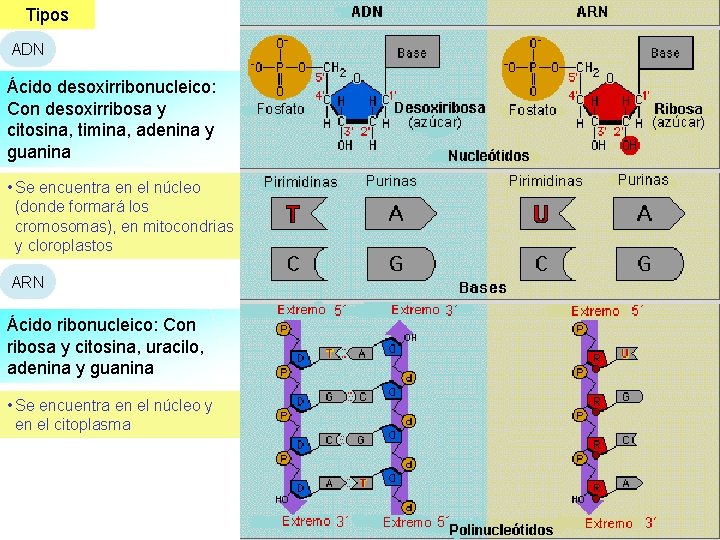 Tipos ADN Ácido desoxirribonucleico: Con desoxirribosa y citosina, timina, adenina y guanina • Se