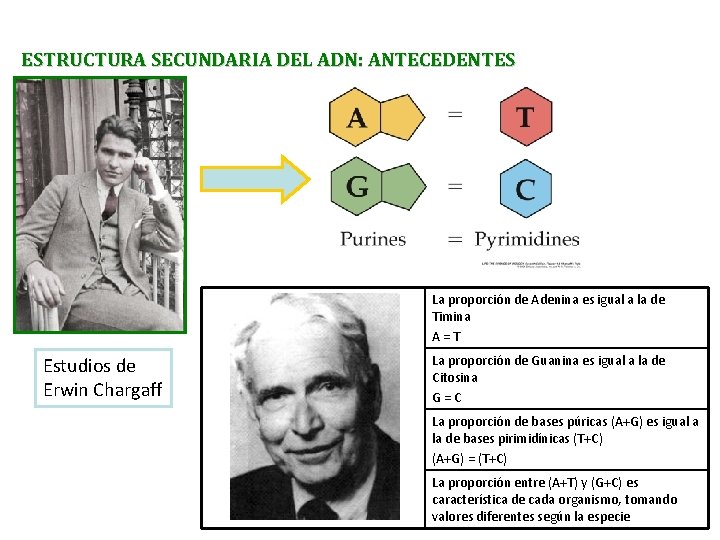 ESTRUCTURA SECUNDARIA DEL ADN: ANTECEDENTES La proporción de Adenina es igual a la de