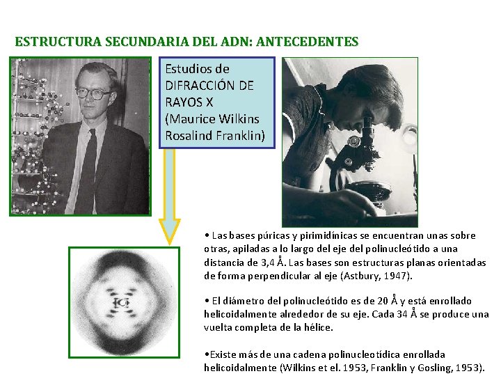 ESTRUCTURA SECUNDARIA DEL ADN: ANTECEDENTES Estudios de DIFRACCIÓN DE RAYOS X (Maurice Wilkins Rosalind