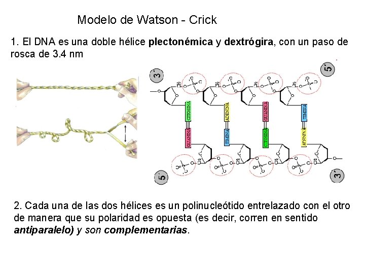 Modelo de Watson - Crick 1. El DNA es una doble hélice plectonémica y