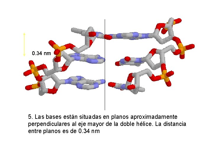 0. 34 nm 5. Las bases están situadas en planos aproximadamente perpendiculares al eje