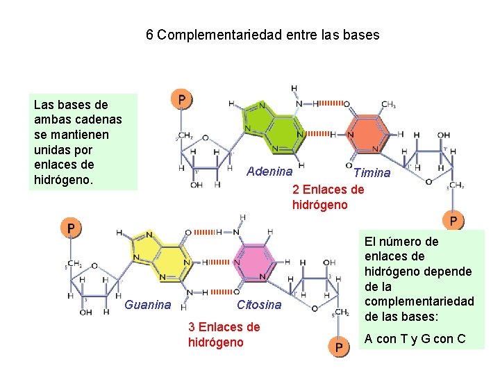 6 Complementariedad entre las bases Las bases de ambas cadenas se mantienen unidas por