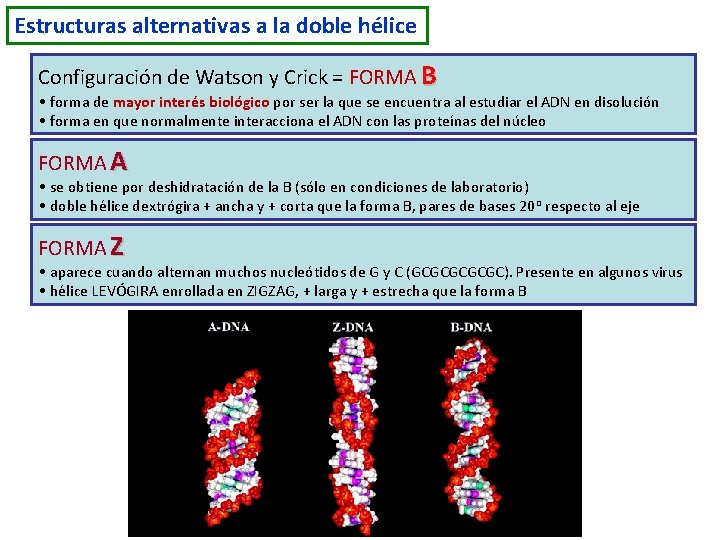 Estructuras alternativas a la doble hélice Configuración de Watson y Crick = FORMA B