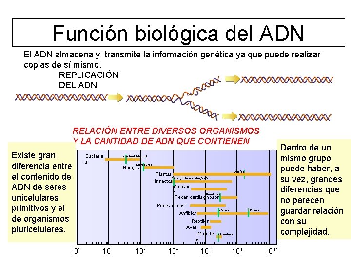 Función biológica del ADN El ADN almacena y transmite la información genética ya que