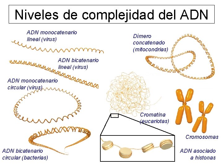 Niveles de complejidad del ADN monocatenario lineal (virus) Dímero concatenado (mitocondrias) ADN bicatenario lineal