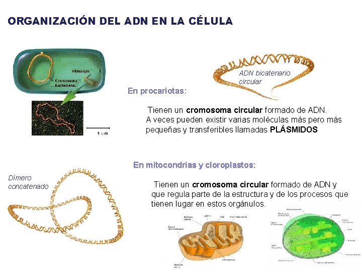 ORGANIZACIÓN DEL ADN EN LA CÉLULA ADN bicatenario circular En procariotas: Tienen un cromosoma